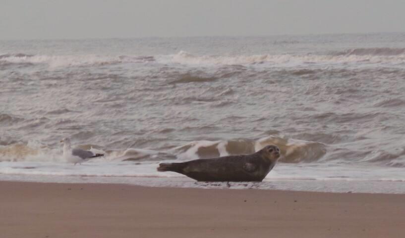 De Blaauboer, Vakantiehuisje Egmond aan Zee Habitación foto